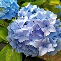 紫陽花工房